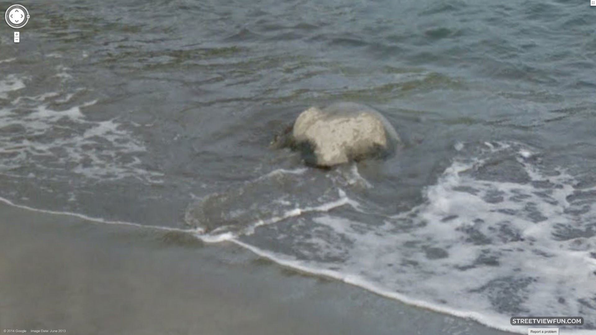 Sea turtle leaving the beach – StreetViewFun