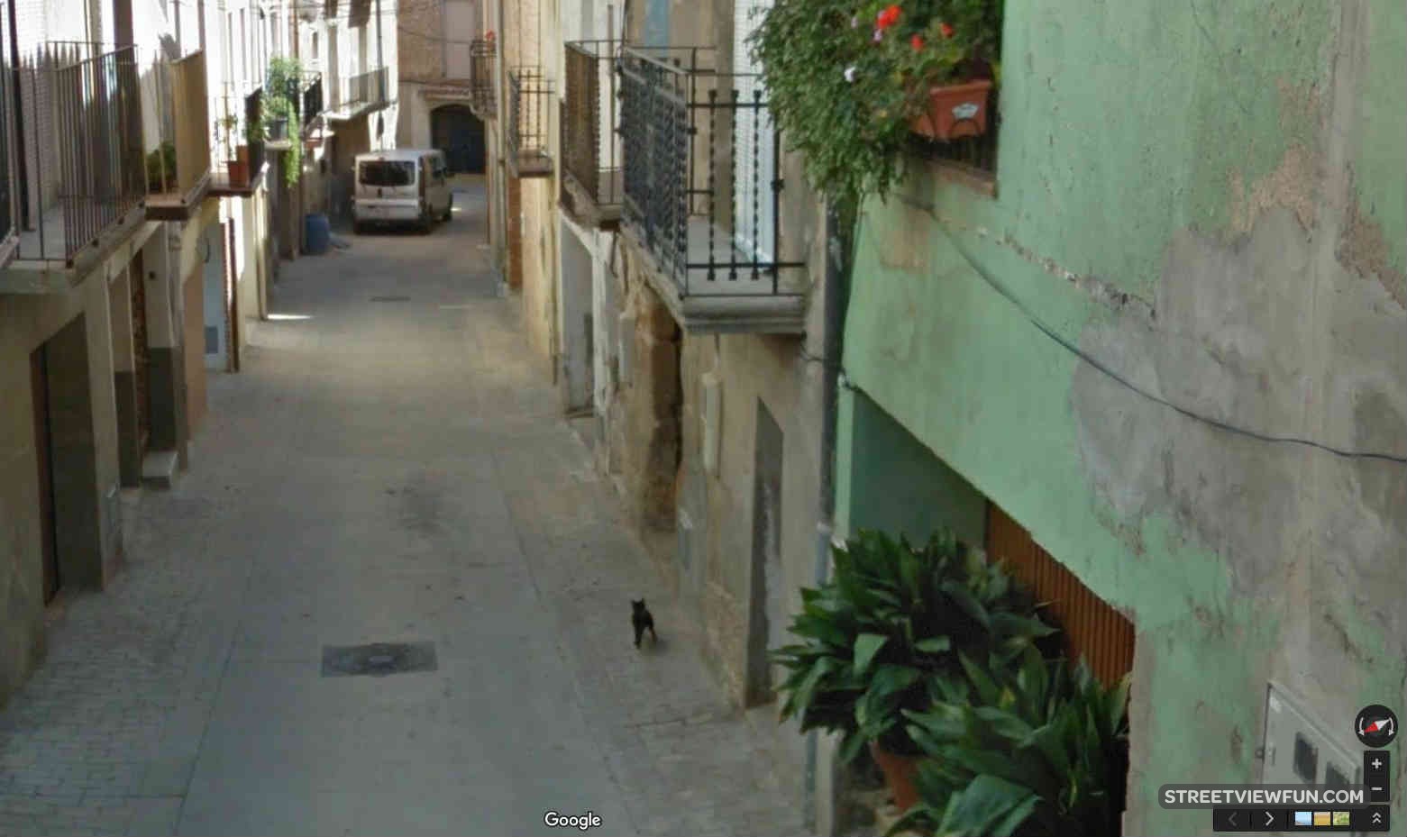 Cat jumping up the door! - StreetViewFun