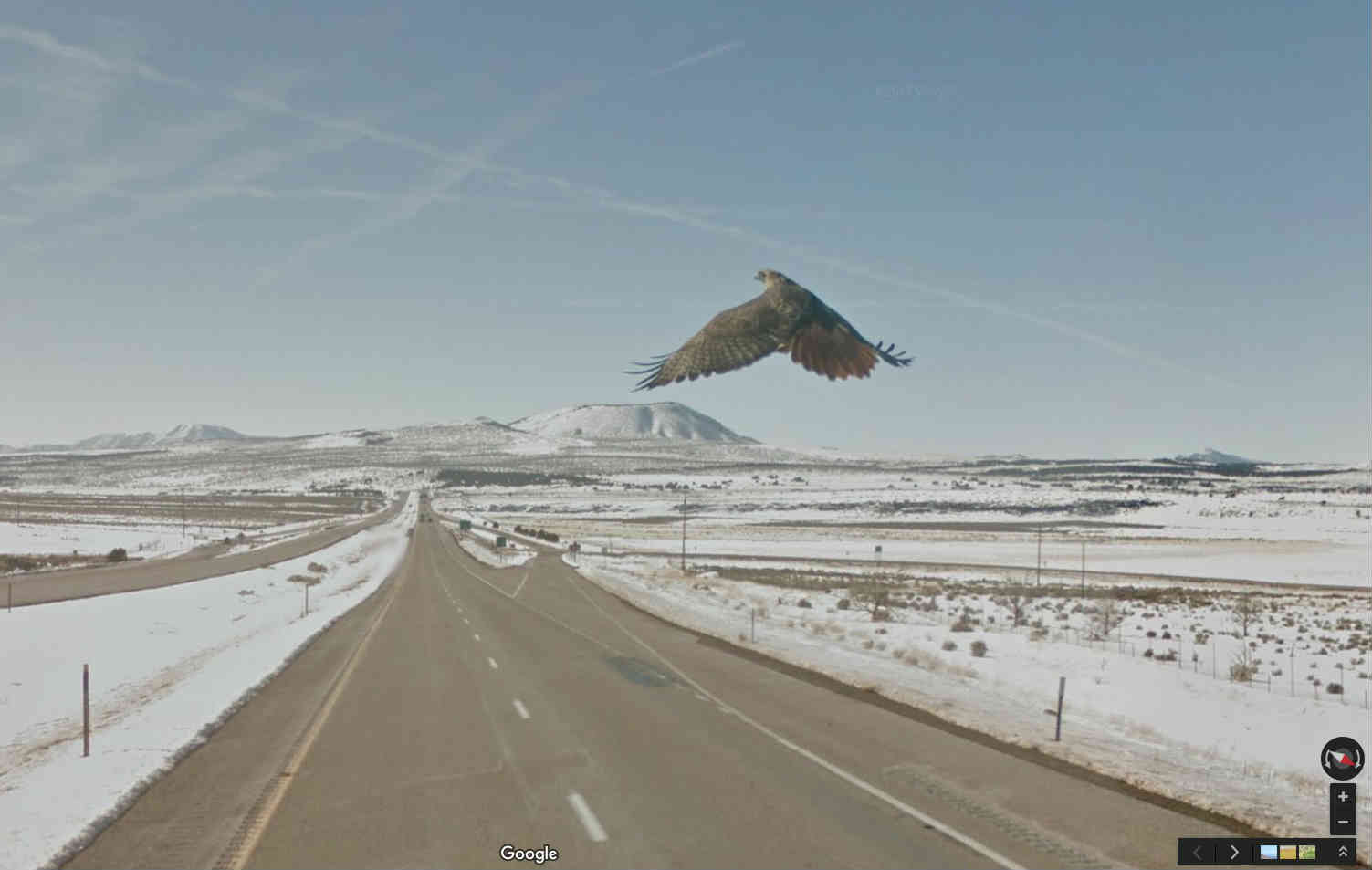 Hawk Flying Across Freeway - StreetViewFun