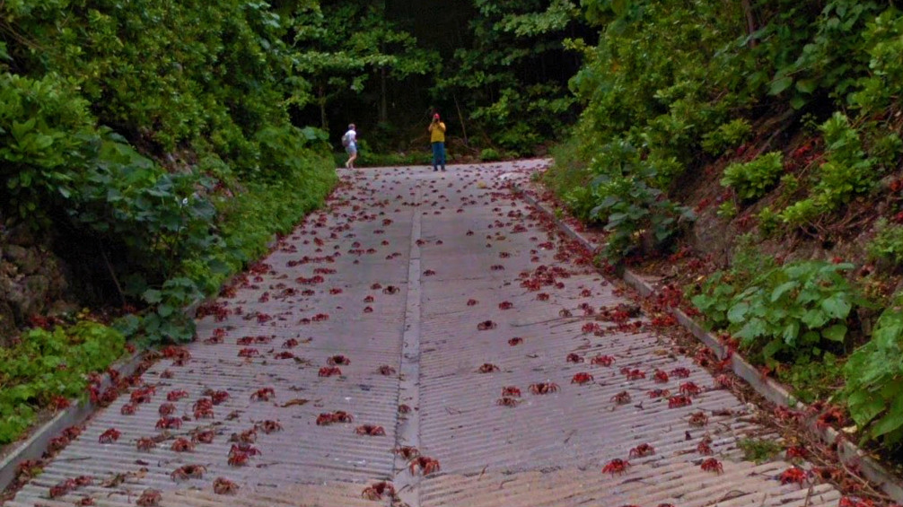 Crab migration of millions on Christmas Island - StreetViewFun