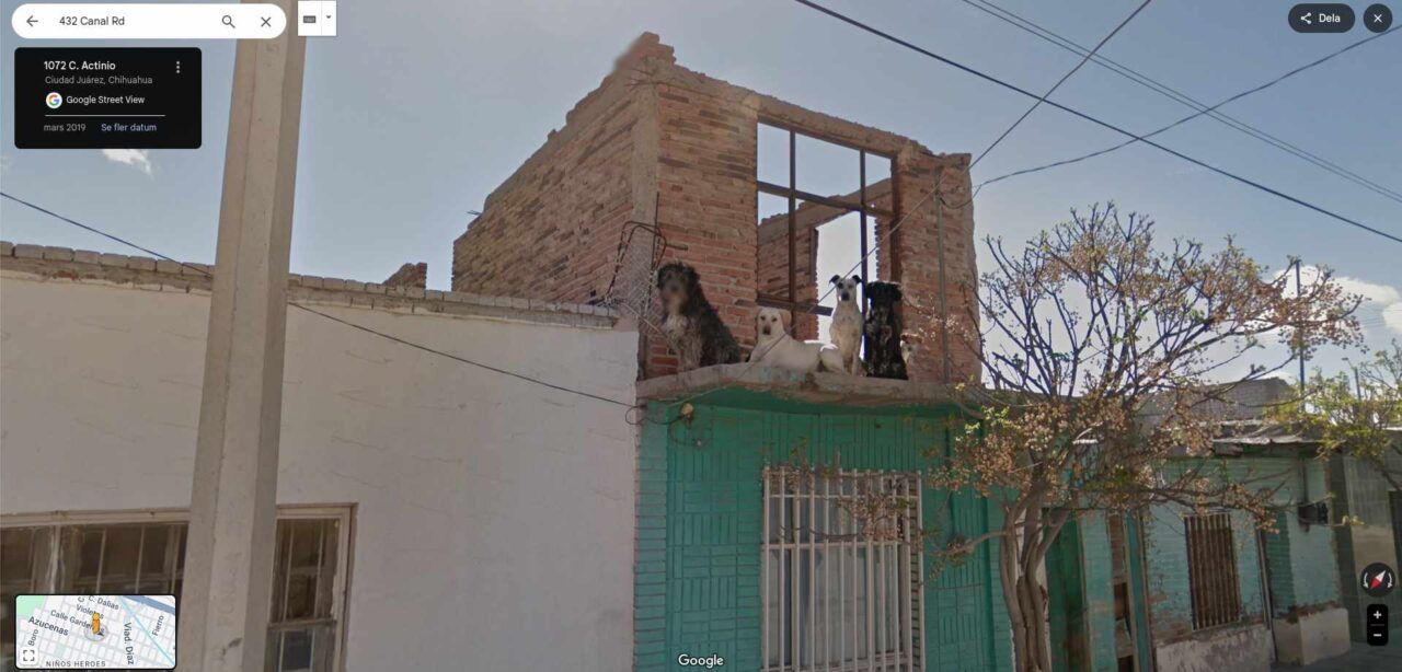 dogs street view roof